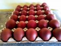 Кокошки и  яйца за люпене от черен-мед маран, снимка 1 - други­ - 14259335