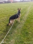 Продавам чистокръвна немска овчарка на 11 месеца , снимка 6