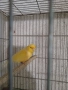 канарче, снимка 2