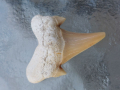 Зъби от праисторическа Акула,фосили Мексико, снимка 5