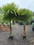 Палми трахикарпус до - 22 издръжливи , снимка 1