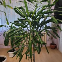 Драцена-фрагранс-палма , снимка 2 - Стайни растения - 34961601