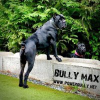 Протеини за кучета Bully Max, снимка 2 - За кучета - 6376482
