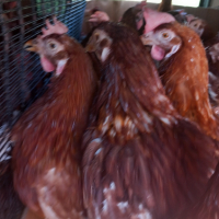 продавам кокошки носачкиломан браун на една година , снимка 1 - За птици - 44933535