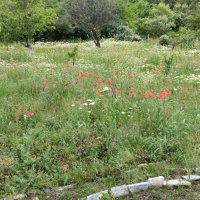 Косене на трева и други градинарски услуги - за Бургас и региона, снимка 2 - Други услуги - 40321738