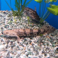 Polypterus endlicheri 7-12см, снимка 1 - Рибки - 28731337