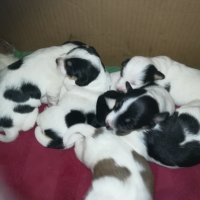 ПРОДАВАМ-продавам djack russell terrier 0406211147, снимка 2 - Джак ръсел териер - 32281099