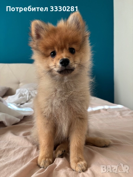 Продаден померан, снимка 1