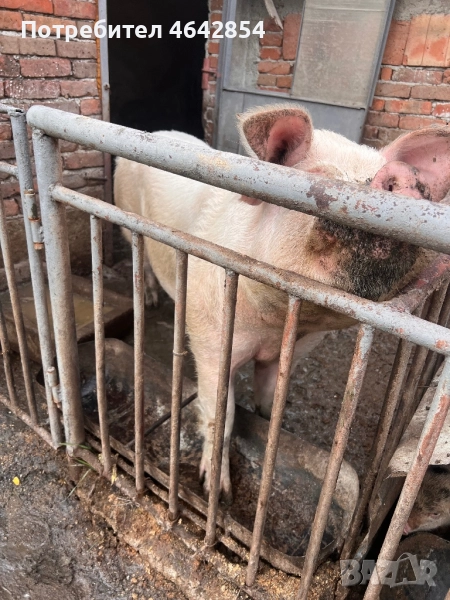 Мъжко прасе , снимка 1
