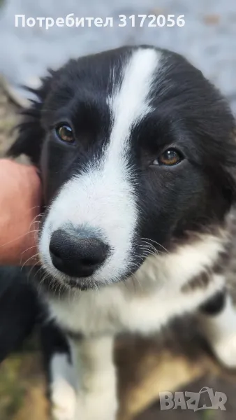 Бордър коли , снимка 1