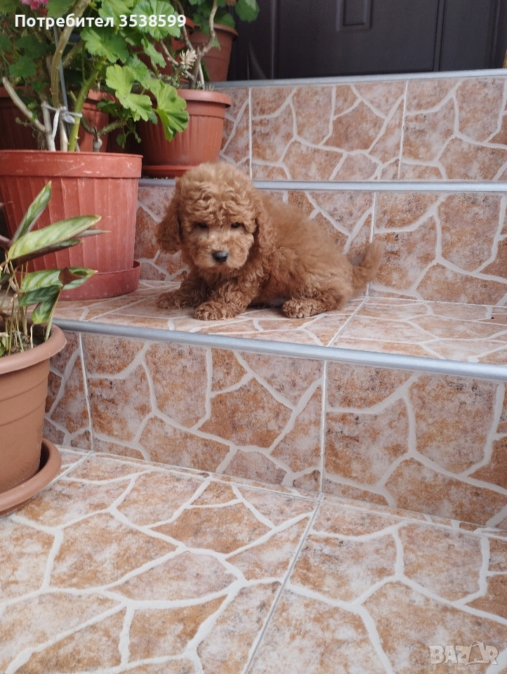 Мини Пудел., снимка 1