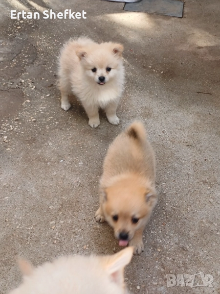 Померанчета мъжки и женски, снимка 1