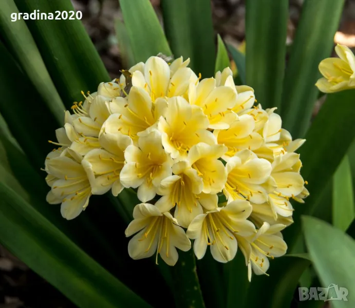 Киливия - Жълта, снимка 1