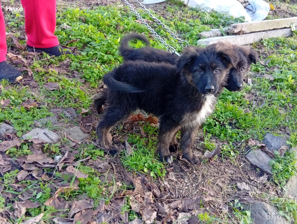 Немски овчарки , снимка 1