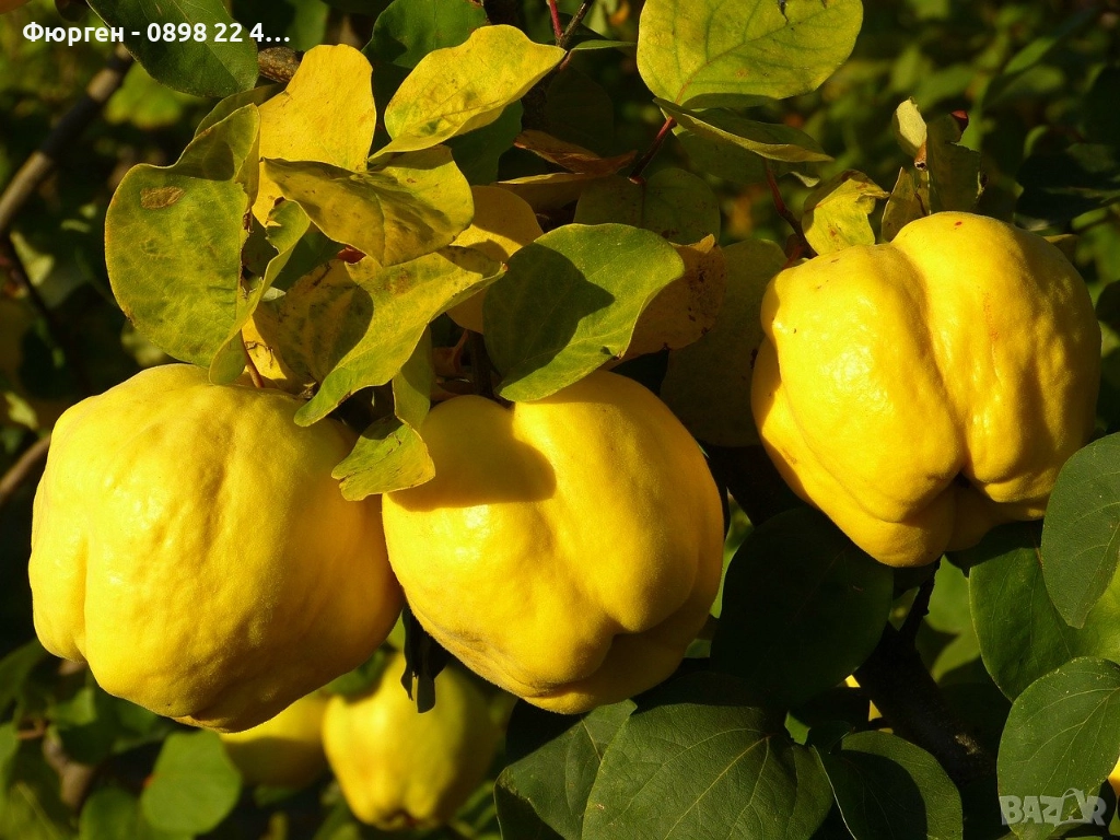 Дюля  - Фиданки, снимка 1