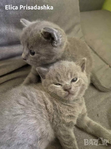Британски котенца, снимка 1
