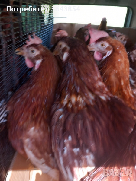продавам кокошки носачки ломаброн на една година, снимка 1