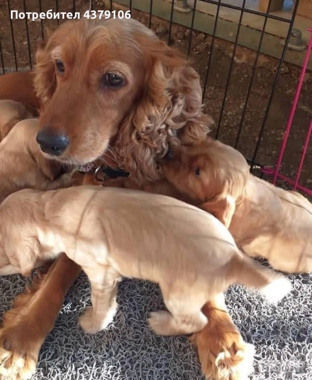 Кокер шпаньоли игриви мъници чистокръвни с ваксина, снимка 1