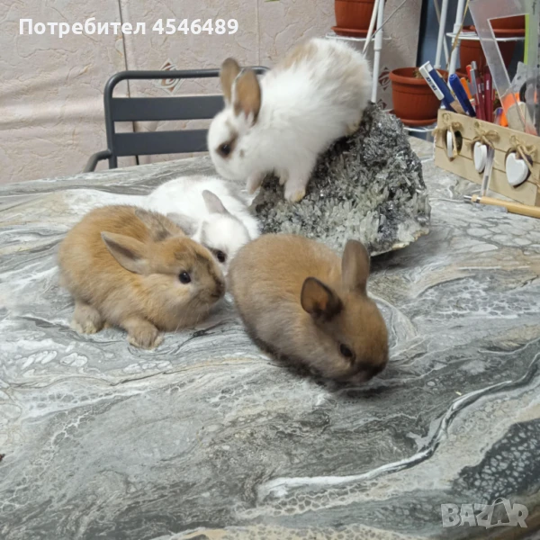 Декоративни  зайчета, снимка 1