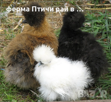 петлета американска копринка, снимка 1