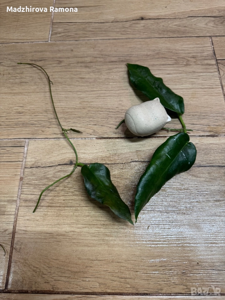 Hoya Kaimuki, снимка 1