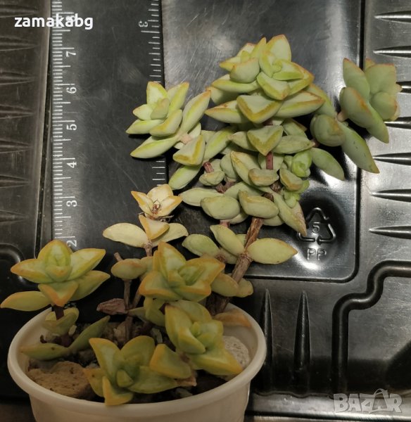 Красула (Crassula ssp Rupestris), вкоренено сукулентно растение, 5 лв, снимка 1