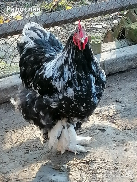 Кохин Стандарт кокошки и петли млади яйца,порцелан, мраморни, снимка 1