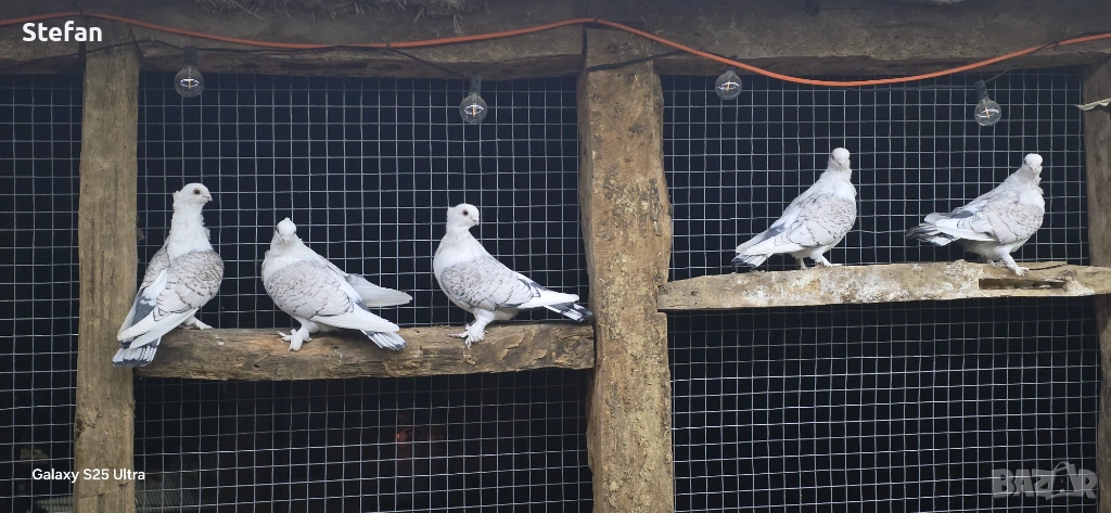 Гълъби, снимка 1