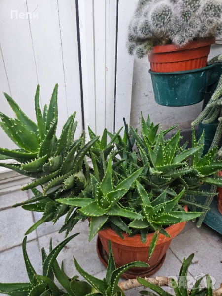 Многогодишно алое, снимка 1