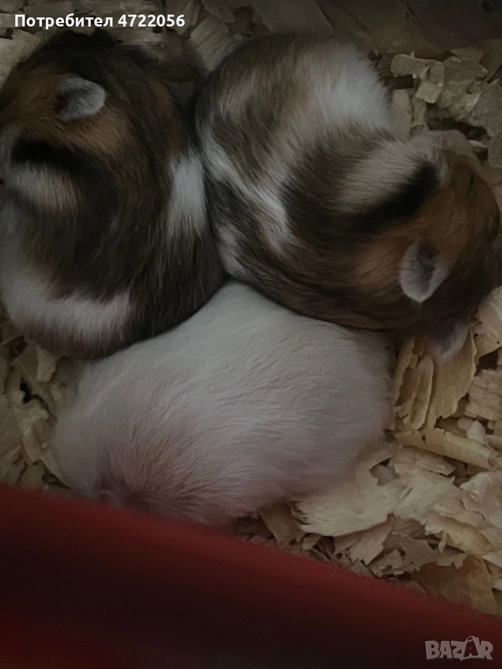 ПОДАРЯВАМ бебе хамстери , снимка 1