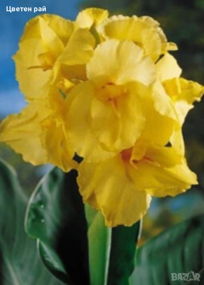 Грудки на няколко цвята канни , снимка 1