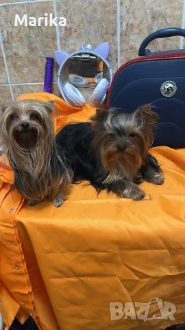 Мини йоркширски териер за разплод, снимка 6 - Йоркширски териер - 49793325