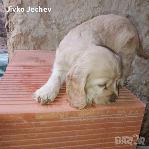 Кокер Шпаньол , снимка 3 - Кокер шпаньол - 53508868