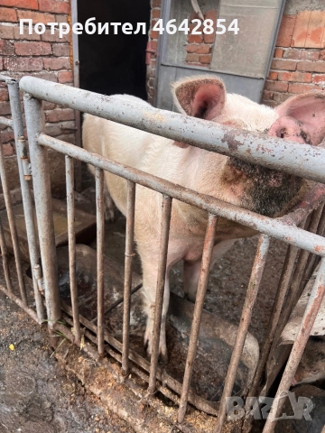 Мъжко прасе 