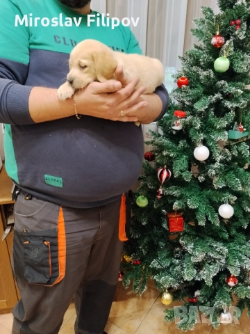 Лабрадор 3-мъжки 2-женски , снимка 10 - Лабрадор ретривър - 52869132