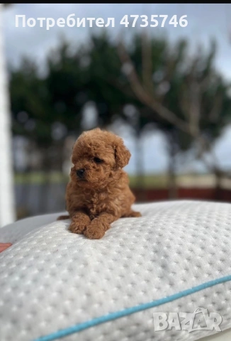 Той Пуделчета на 60 дни/ мъжки, снимка 2 - Пудели - 53505379