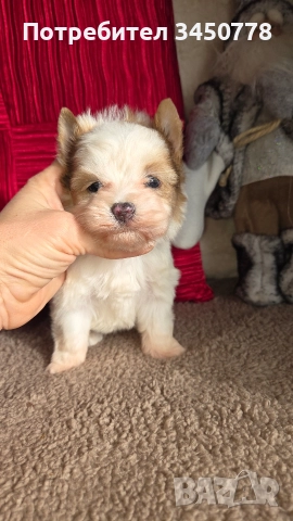 ексклузивен бял йоркшир, снимка 9 - Йоркширски териер - 52910687