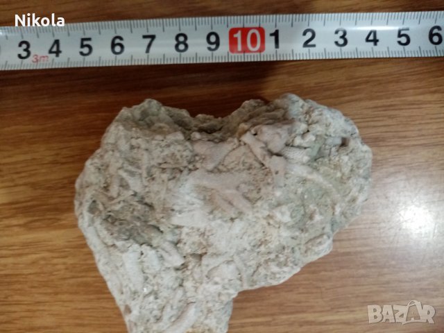 Фосили колония бриозои, снимка 5 - Колекции - 28667731