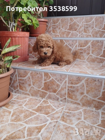 Мини Пудел.