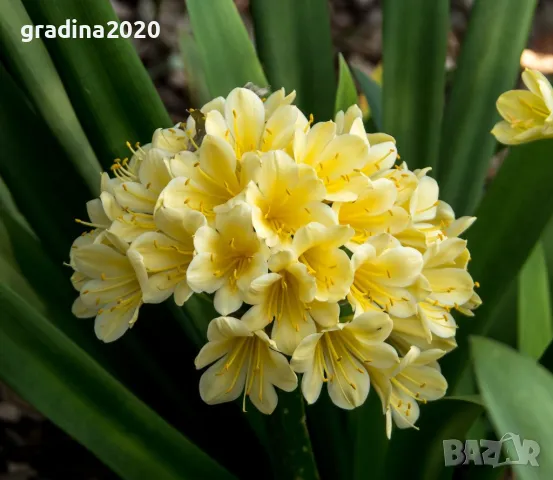 Киливия - Жълта