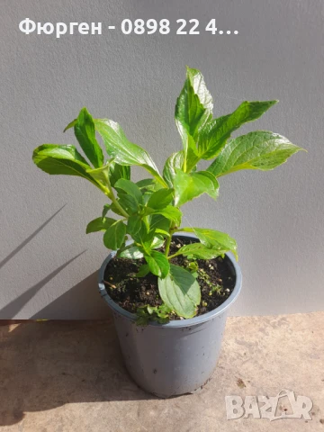 Хортензия Принцеса Даяна - Hydrangea princess Diana, снимка 7 - Разсади - 50962127