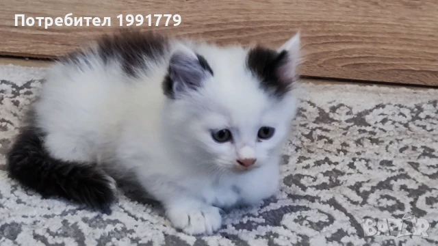 Подарявам котенца, снимка 1