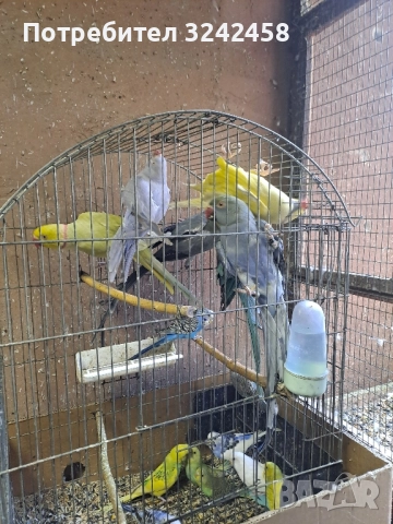 Продавам папагали и клетки , снимка 2 - Папагали - 52510763