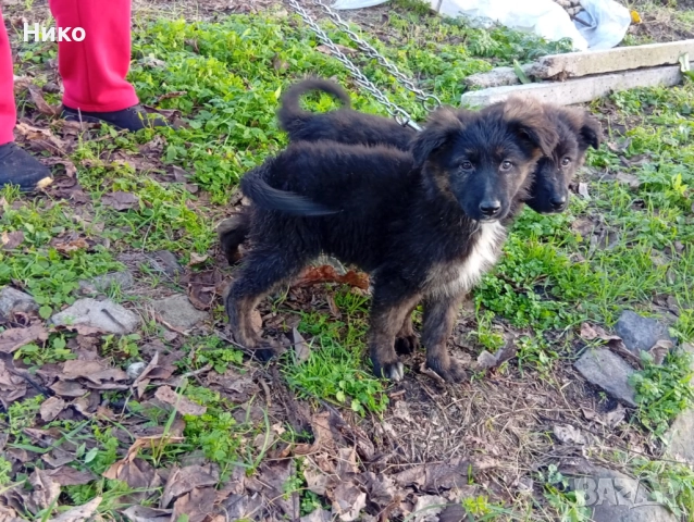 Немски овчарки 