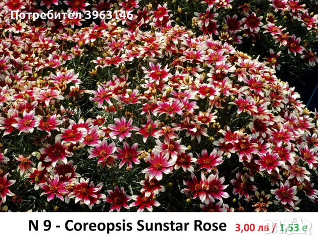 ГРАДИНСКИ Многогодишни Цветя..., снимка 10 - Градински цветя и растения - 51078747