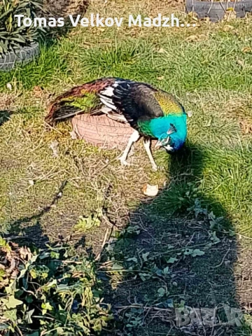 Продавам Чернокрил мъжки паун и индийски женски паун, снимка 5 - други­ - 52818296