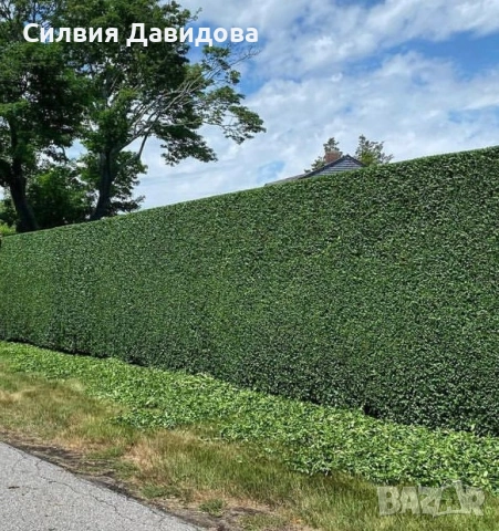 Лигуструм Овалифолиум на гол корен , снимка 10 - Градински цветя и растения - 53389674