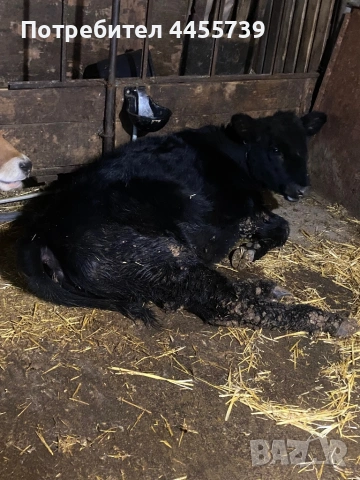 Абърдийн женски 