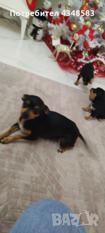 Пинчер, снимка 6 - Пинчер - 52846934