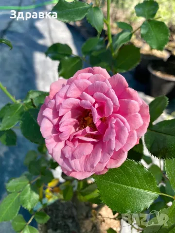 Булчинско пиано Rose/Роза , снимка 2 - Градински цветя и растения - 47933345